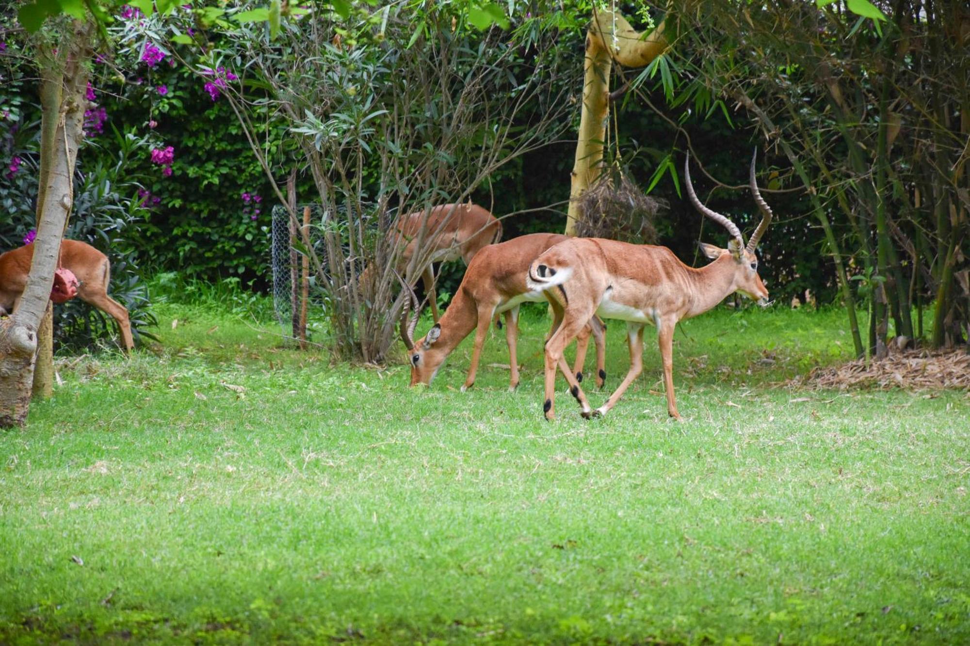 Отель Lukenya Getaway Athi River Экстерьер фото