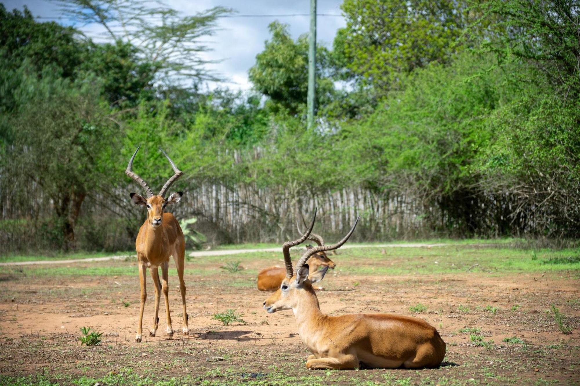 Отель Lukenya Getaway Athi River Экстерьер фото