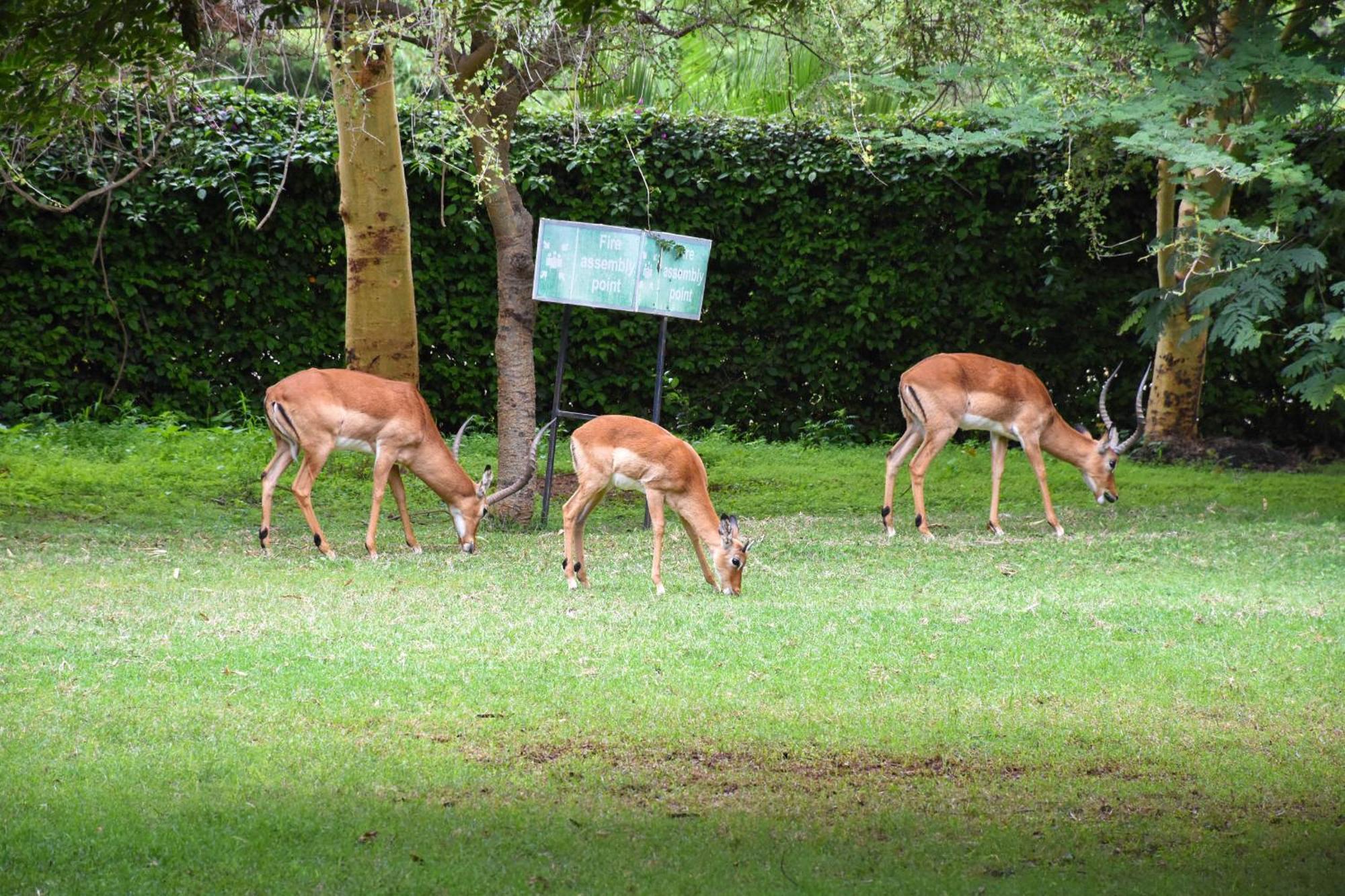 Отель Lukenya Getaway Athi River Экстерьер фото